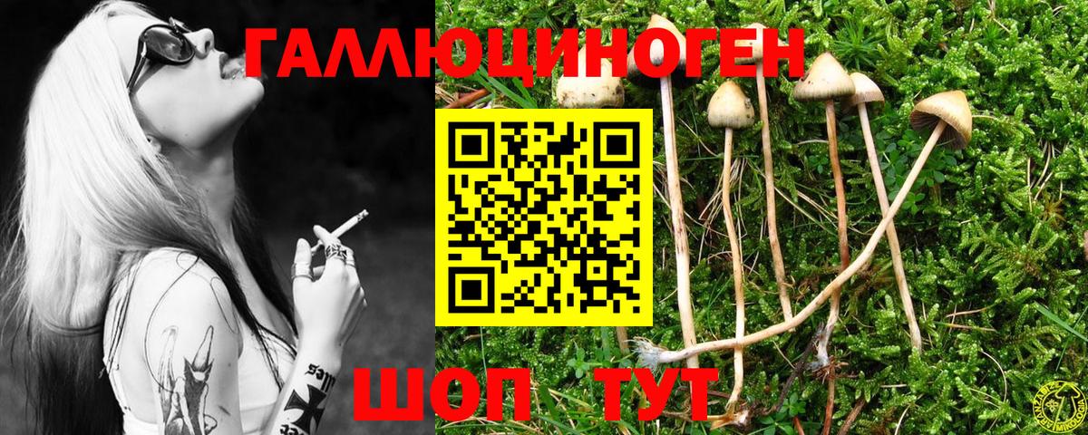 Галлюциногенные грибы GOLDEN TEACHER  Вход с VPN  Галлюциногенные грибы Psilocybe  Майкоп 